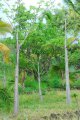 Deux premiers plan. ADANSONIA madagascariensis. Madagascar. Bombacaseae. 20-25m